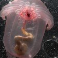 Sem segredos: pepino-do-mar nada por aí e exibe seu estranho sistema digestivo (Montagem/R7 (via NOAA Okeanos Explore))
